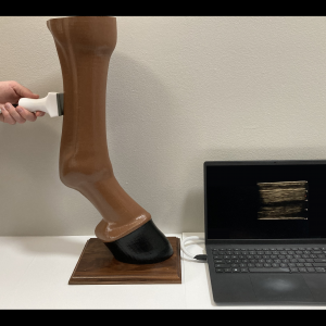 SIMON Equine Limb Ultrasound Simulator