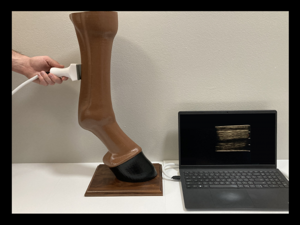 SIMON Equine Limb Ultrasound Simulator
