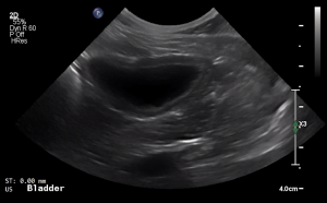 Canine Urinary Bladder (Transverse) - NORMAL