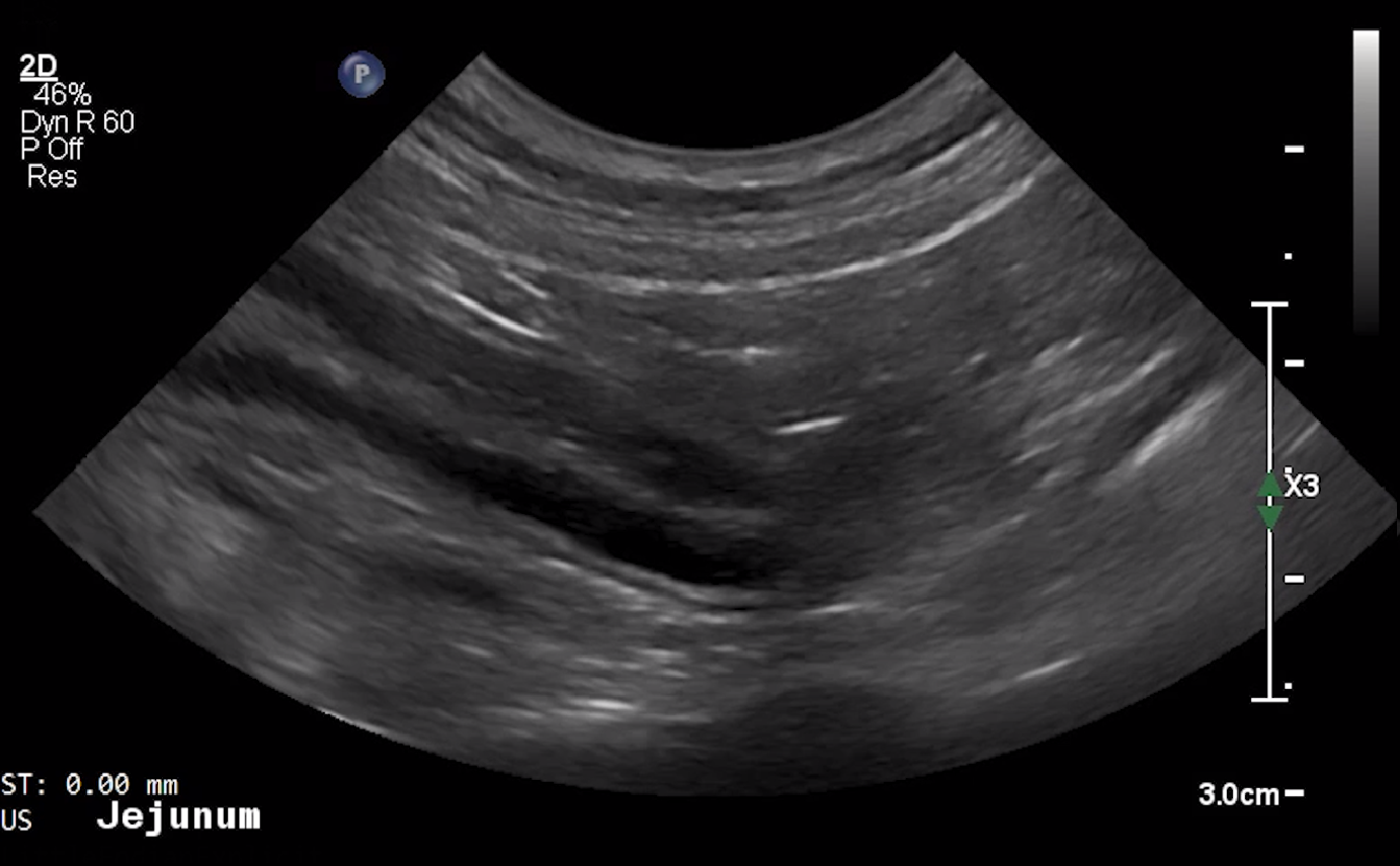 Canine Jejunum (Long Axis) – NORMAL