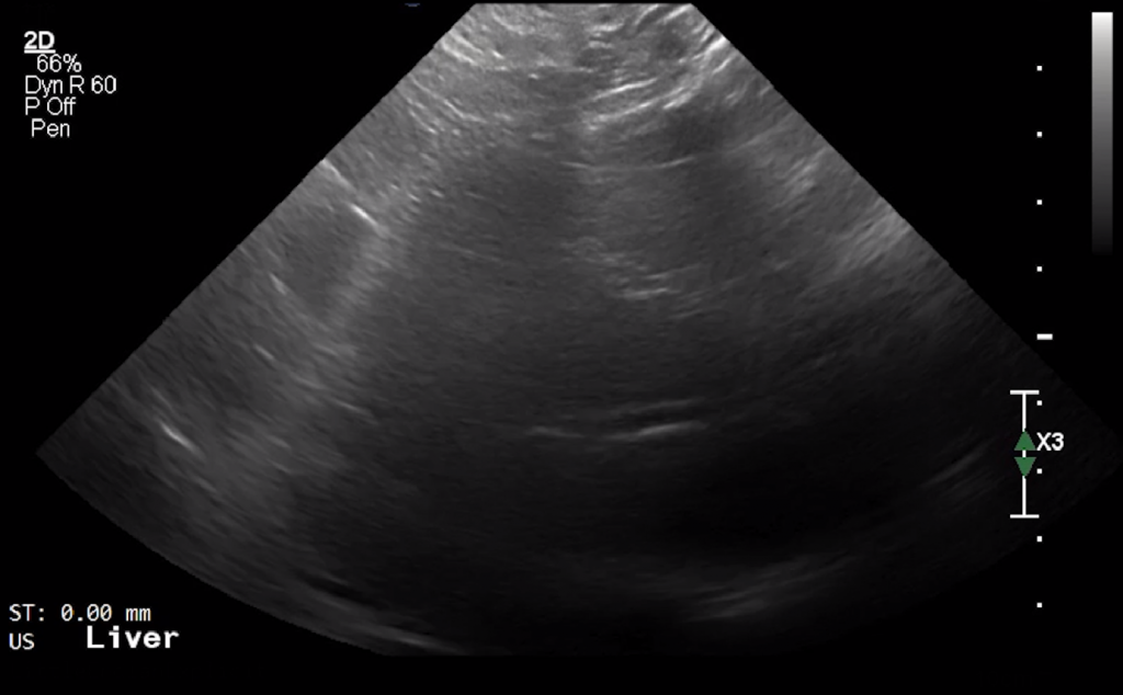 Canine Liver (Transverse) – NORMAL – Page 2 – SIMON Education Systems, LLC