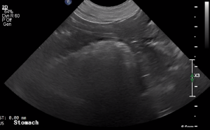 Canine Stomach (Longitudinal 2) - NORMAL