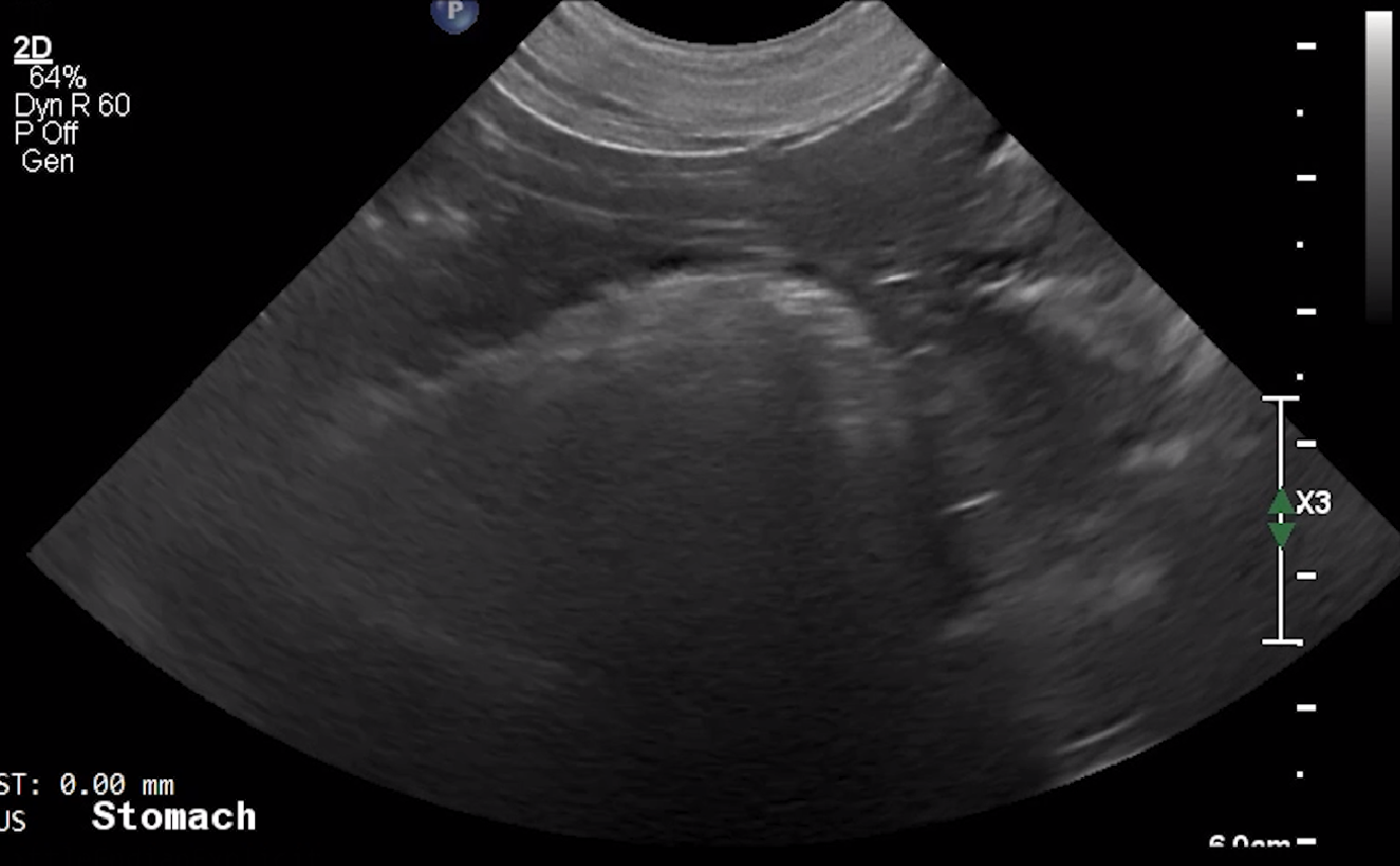 Canine Stomach (Longitudinal 2) – NORMAL