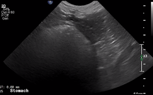 Canine Stomach (Longitudinal 3) - NORMAL