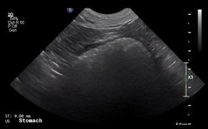 Canine Stomach (Longitudinal 1) - NORMAL