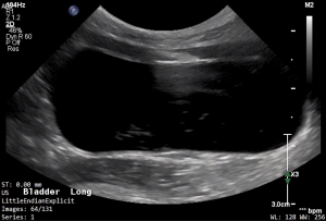 Feline Urinary Bladder (Longitudinal) - NORMAL