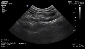 Feline Jejunal Lymph Node (Longitudinal) - NORMAL