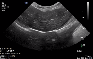 Feline Liver 1 - NORMAL