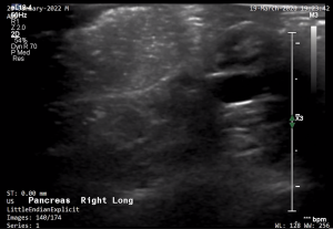 Feline Right Pancreas (Longitudinal) 3 - NORMAL