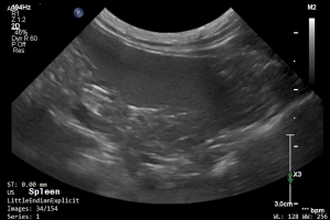 Feline Spleen 1 - NORMAL
