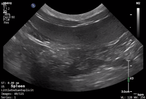 Feline Spleen 2 - NORMAL