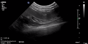 Feline Spleen 3 - NORMAL