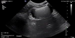 Feline Stomach 2 - NORMAL