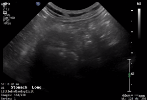 Feline Stomach (Longitudinal) - NORMAL